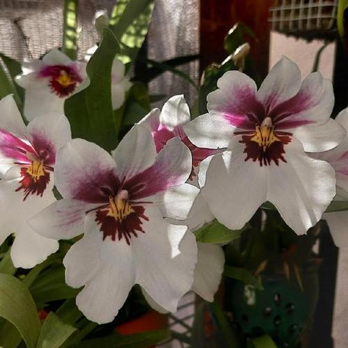 Orchid (Miltoniopsis White Truffle 'Bright Eyes')