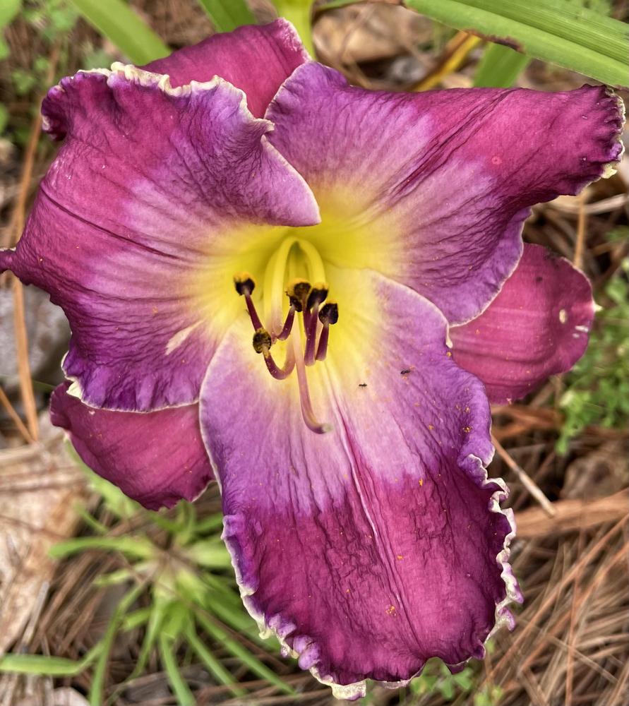 Daylily (Hemerocallis 'Bela Blue') in the Daylilies Database