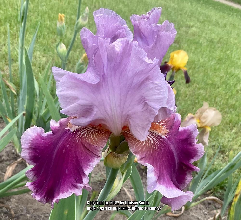 Photo of the bloom of Tall Bearded Iris (Iris 'Rose Princess') posted