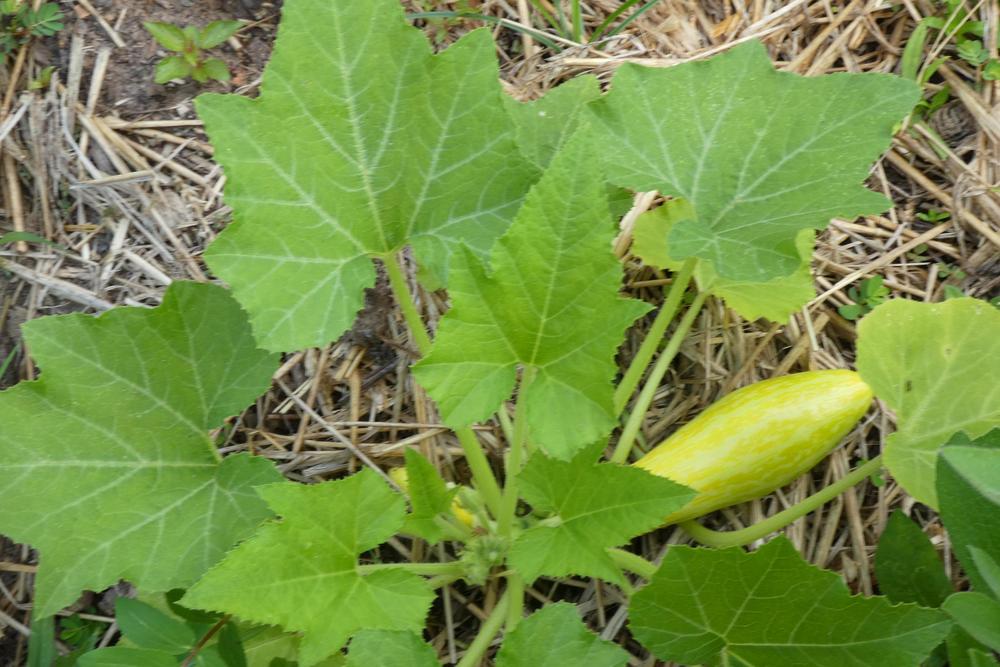 Photo of the entire plant of Summer Squash (Cucurbita pepo 'Zephyr