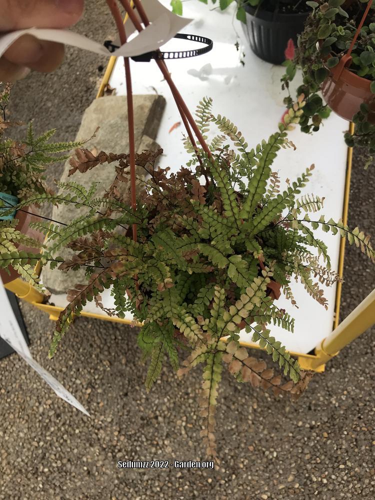 Photo of the entire plant of Maidenhair Fern (Adiantum hispidulum 'Bronze Venus') posted by