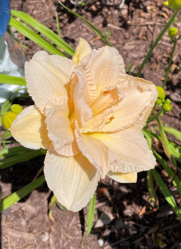 Photo of the bloom of Daylily (Hemerocallis 'Land of Cotton') posted by