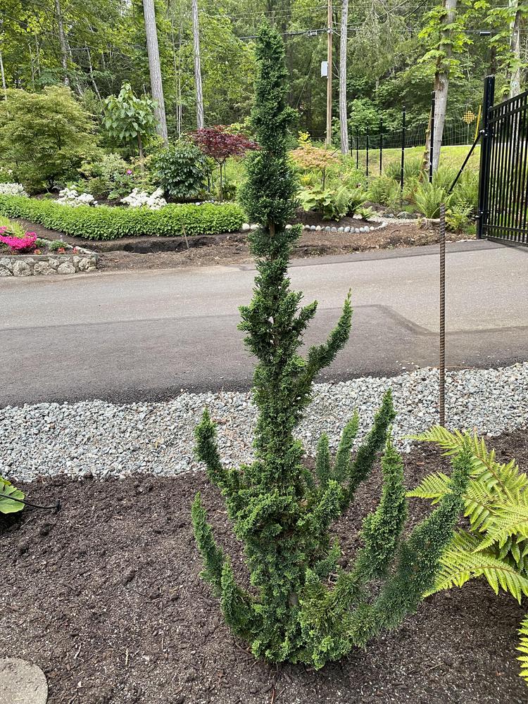 Lawson Cypress (Chamaecyparis lawsoniana 'Wissel's Saguaro')