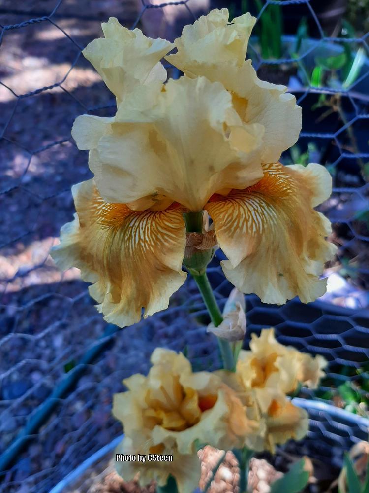 Tall Bearded Iris (Iris 'Oregon Firestorm') in the Irises Database