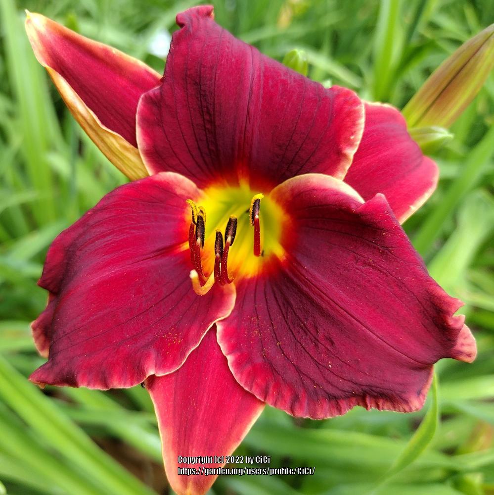 Photo of the bloom of Daylily (Hemerocallis 'Pocket Change') posted by