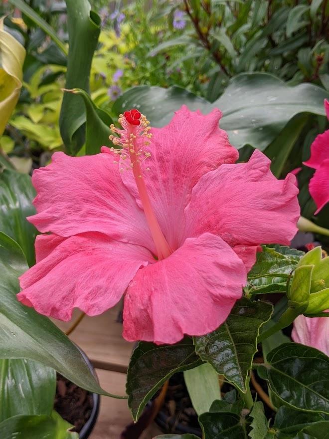Photo of the bloom of Tropical Hibiscus (Hibiscus rosasinensis