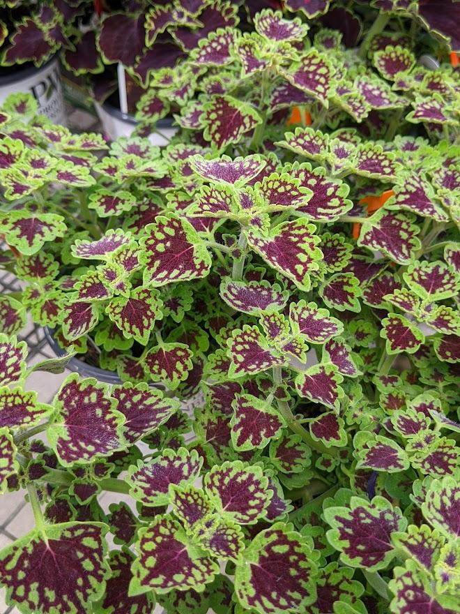 Photo of the entire plant of Coleus (Coleus scutellarioides ColorBlaze