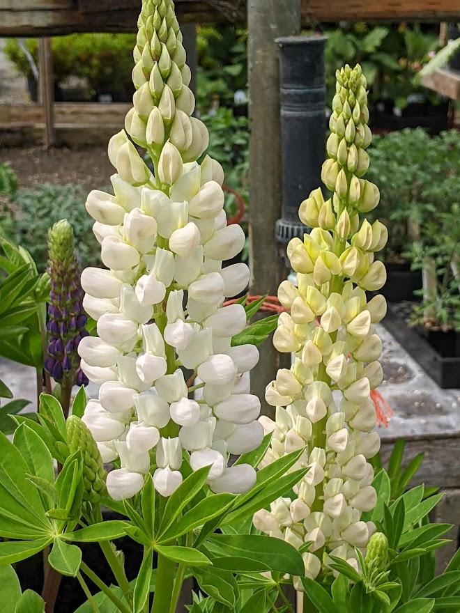 Dwarf Lupine (Lupinus 'Gallery White')