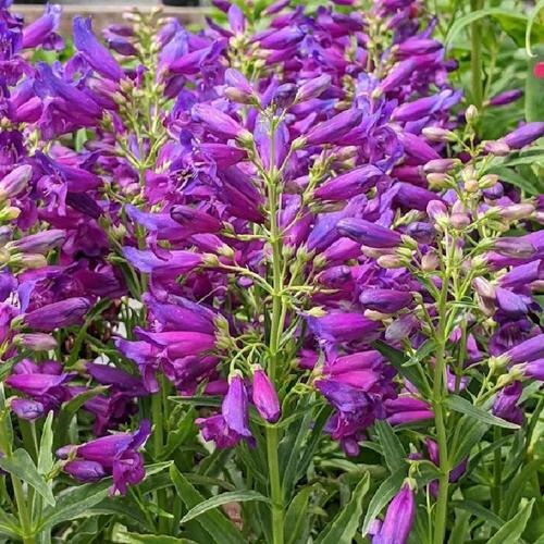 Penstemon (Penstemon barbatus Riding Hood Purple) in the Penstemons