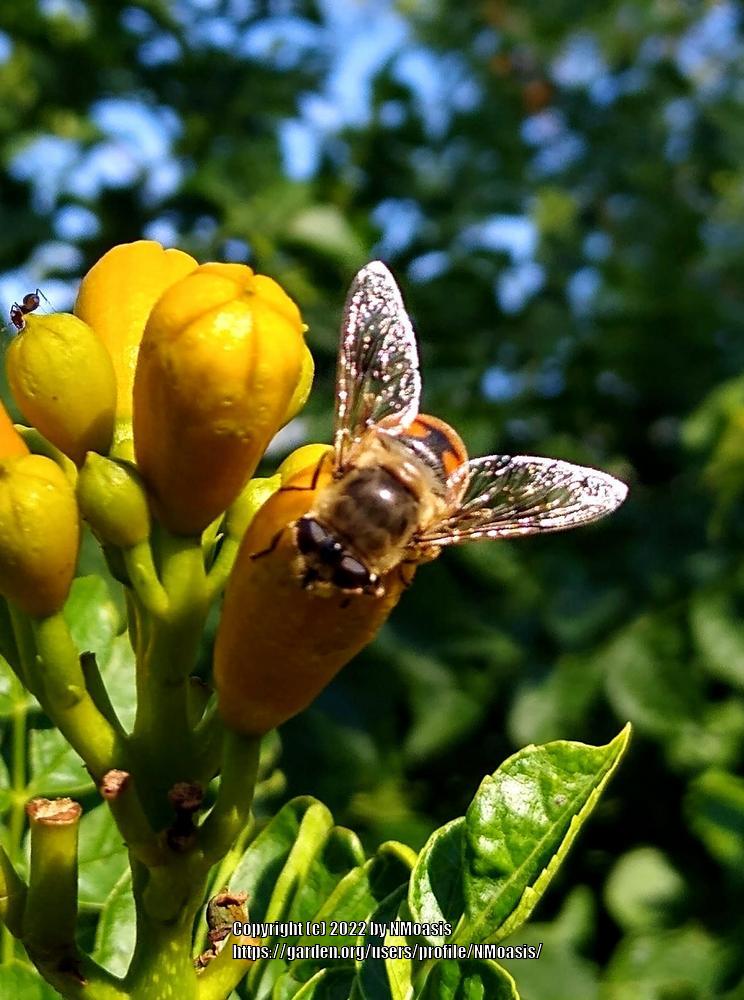 How toxic is Trumpet Vine around the dogs in the Ask a Question forum