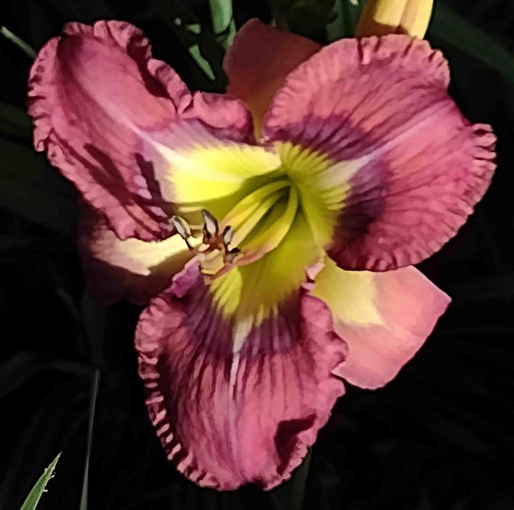 Photo of the bloom of Daylily (Hemerocallis 'Ribbons of Color') posted