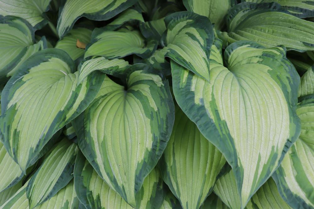 Looking to identify a hosta cultivar in the Hostas forum - Garden.org