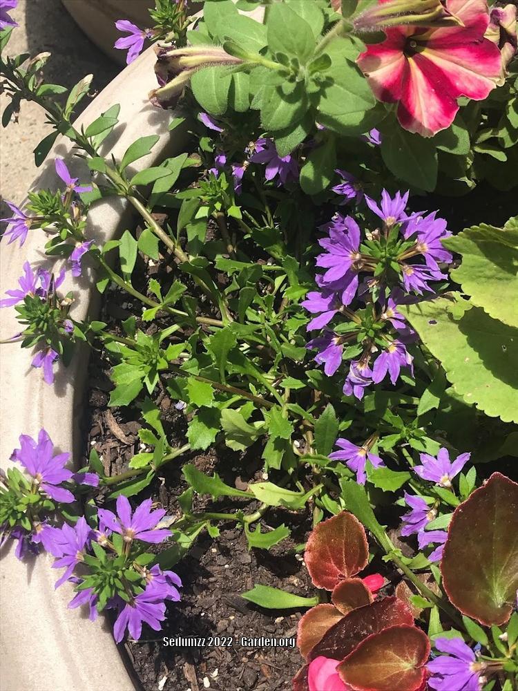 Photo of the entire plant of Fan Flower (Scaevola aemula 'Blue Wonder