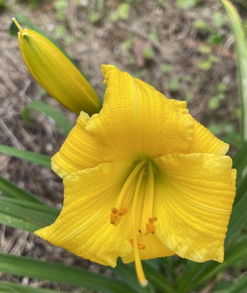 Daylily (Hemerocallis 'Texas Sunlight') in the Daylilies Database