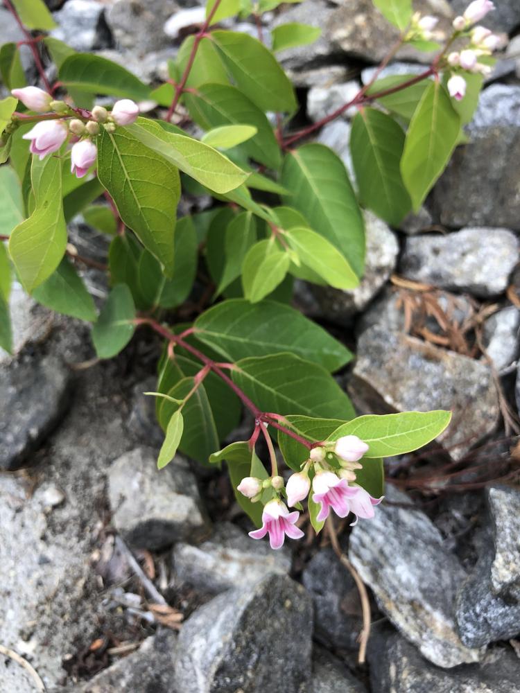 Wildflower in Myra Park, Kelowna, Okanagan (Canada) in the Plant ID forum