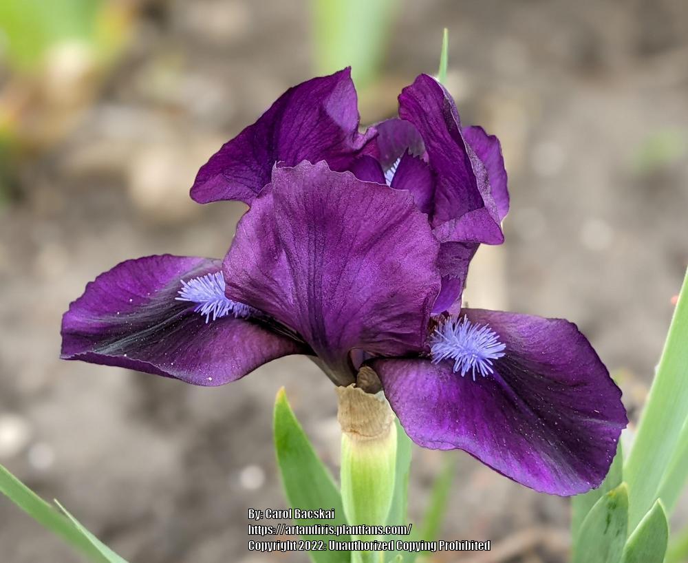 Standard Dwarf Bearded Iris (Iris 'Cats Reign') in the Irises Database