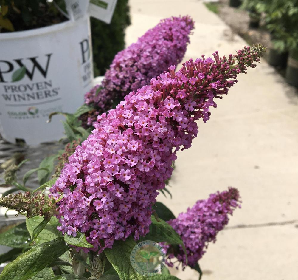 Butterfly Bush (Buddleja Pugster Pinker®) in the Butterfly Bushes