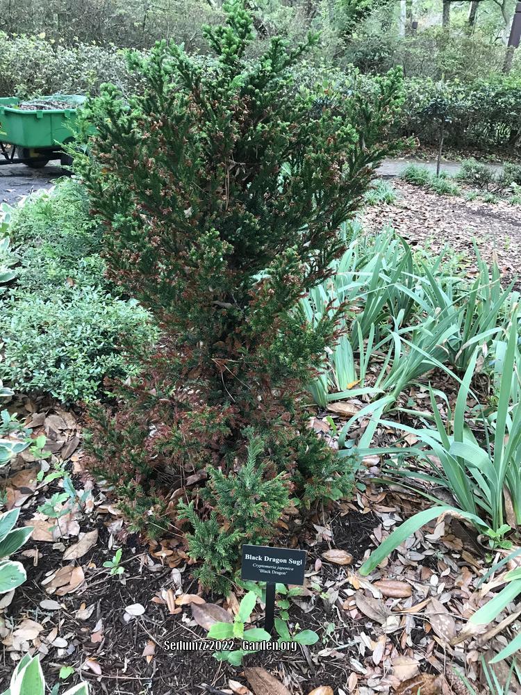 Black Dragon Cryptomeria (Japanese Cedar) - Starter Plant (7L) - Evergreen, USDA Zones 5-9