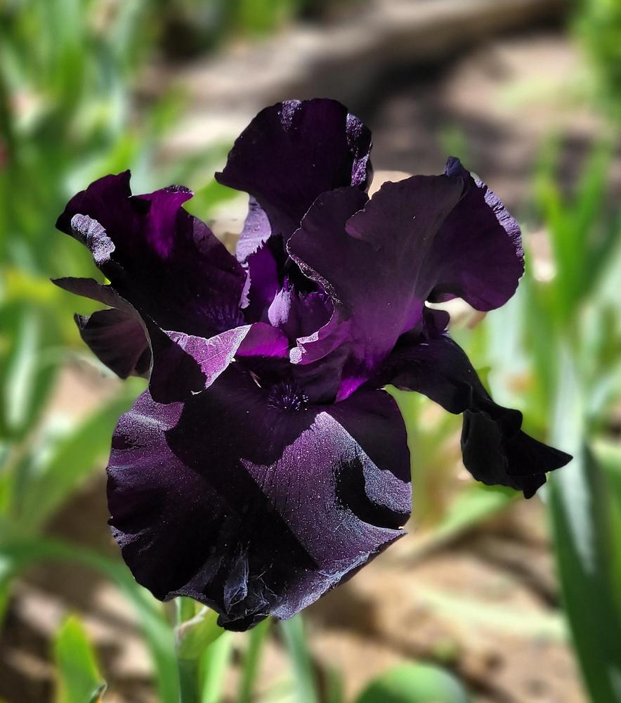 Photo of the bloom of Tall Bearded Iris (Iris 'Black Suited') posted by