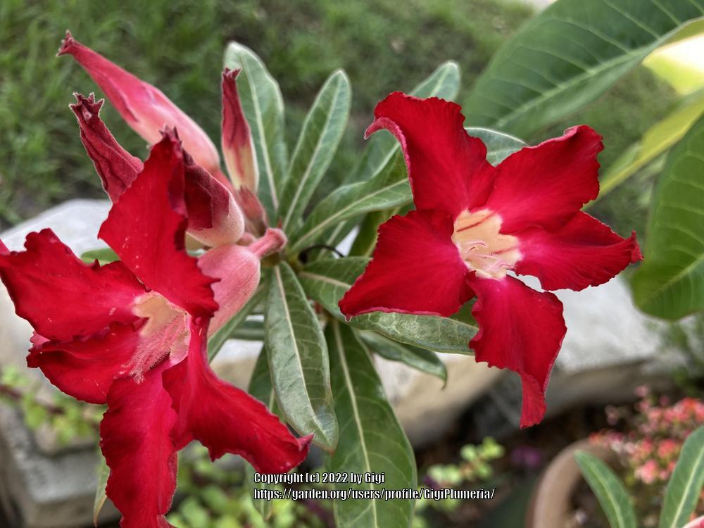 Photo of the bloom of Desert Rose (Adenium obesum 'Joker') posted by