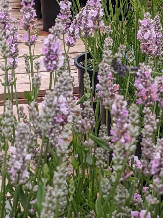 Lavender (Lavandula angustifolia 'Ellagance Pink') in the Lavenders ...