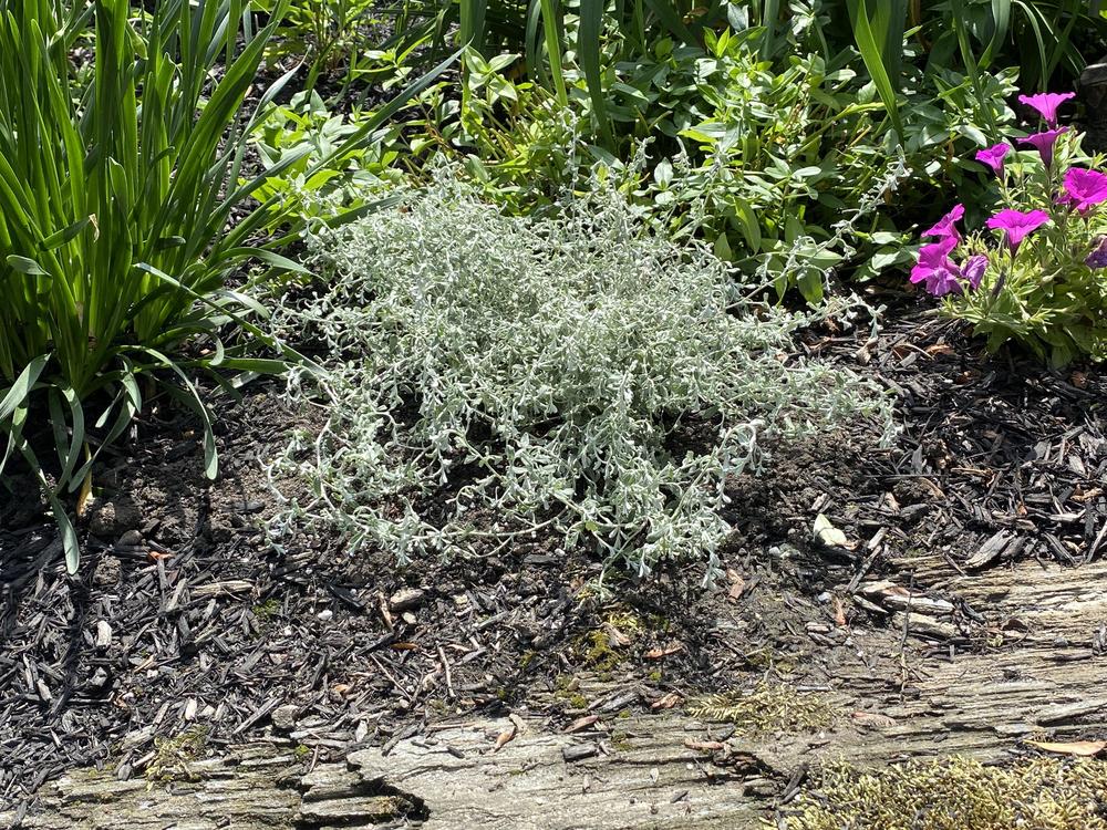 Licorice Plant (Helichrysum petiolare 'Silverstar')