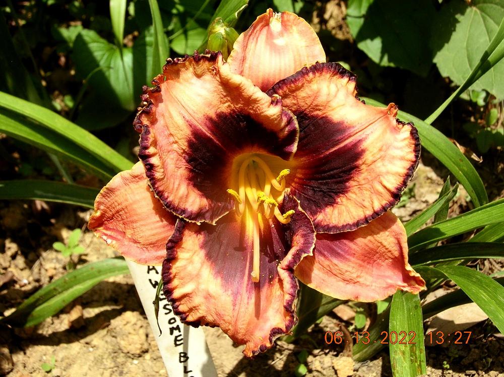 Photo of the bloom of Daylily (Hemerocallis 'Awesome Blossom') posted
