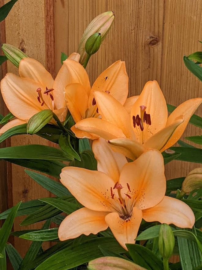 Photo of the bloom of Lily (Lilium 'Salmon Classic') posted by Joy