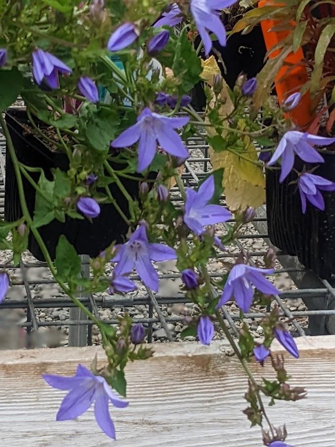Serbian Bellflower (Campanula poscharskyana Blue Waterfall) in the