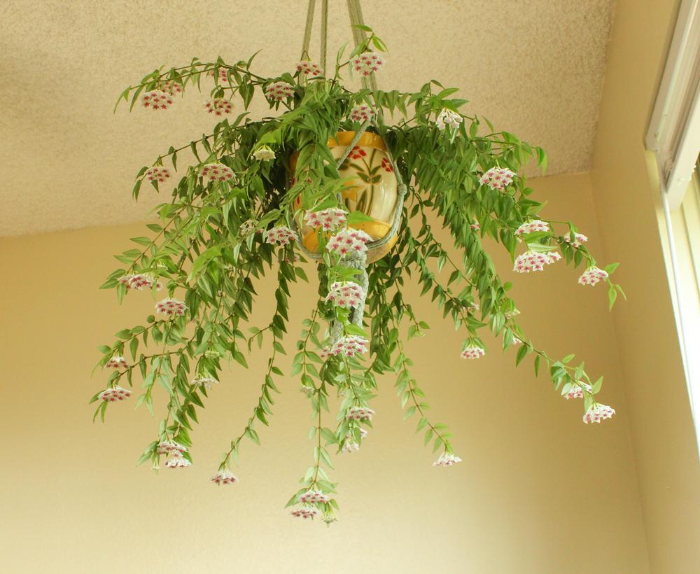 Photo of the entire plant of Miniature Wax Plant (Hoya bella) posted by romalu