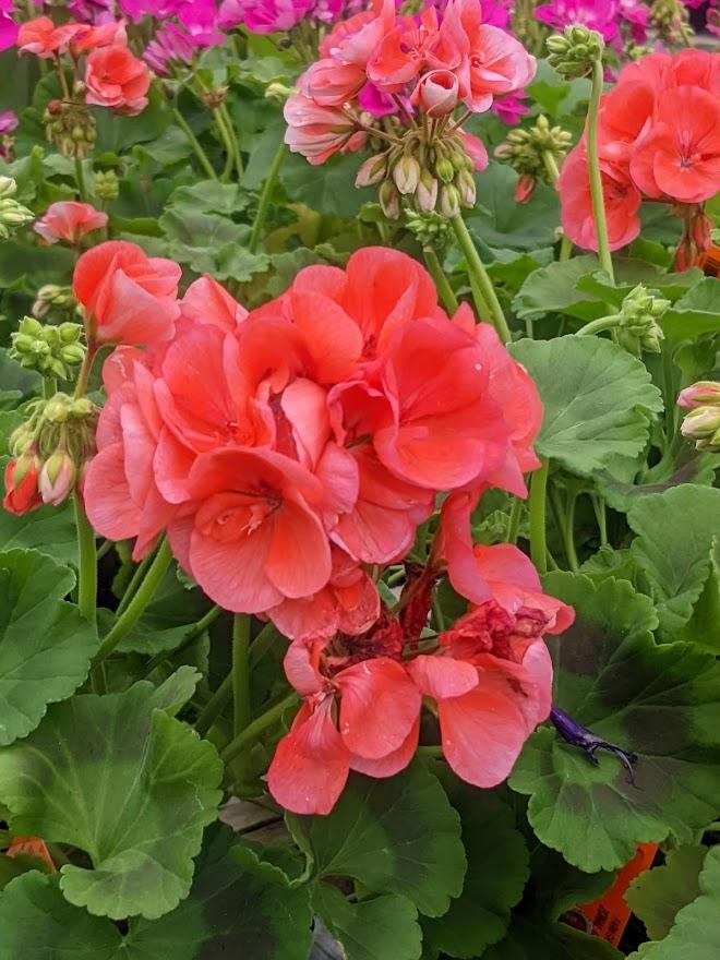 Photo of the entire plant of Fish Geranium (Pelargonium x hortorum