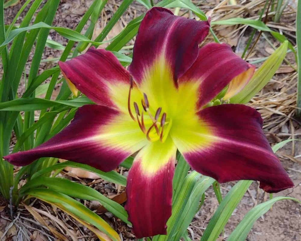 Daylily (Hemerocallis 'Two Cat Band') in the Daylilies Database