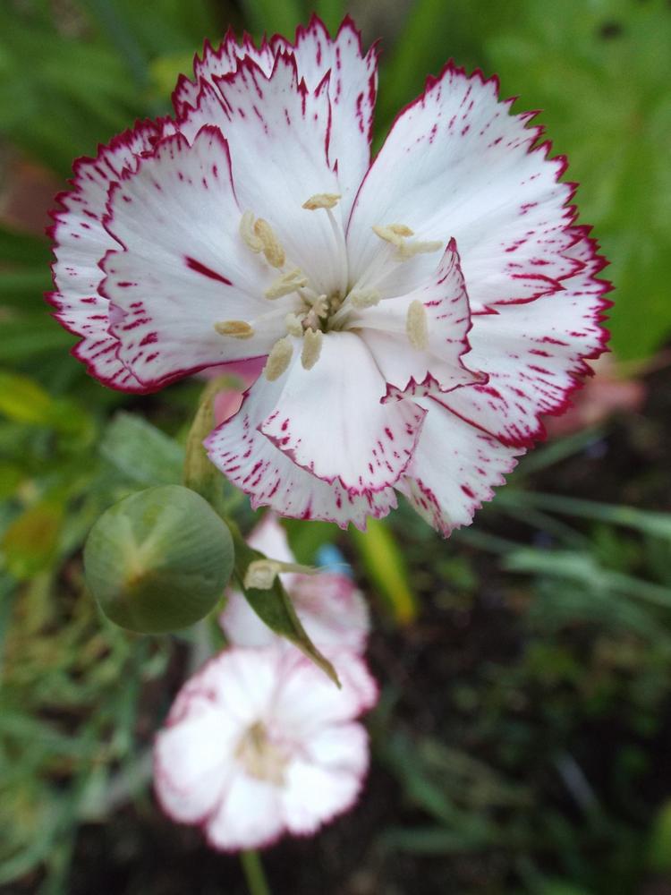 Carnation (Dianthus caryophyllus 'Chabaud Benigna') in the Dianthus