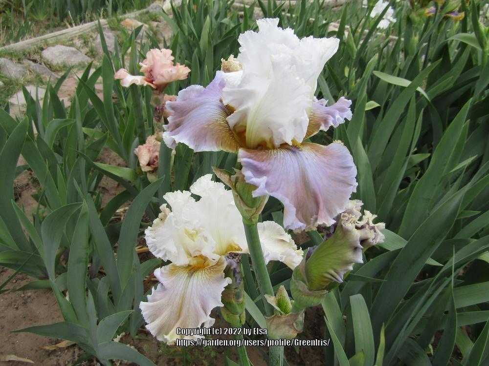 Tall Bearded Iris (Iris 'Emoji Material') in the Irises Database