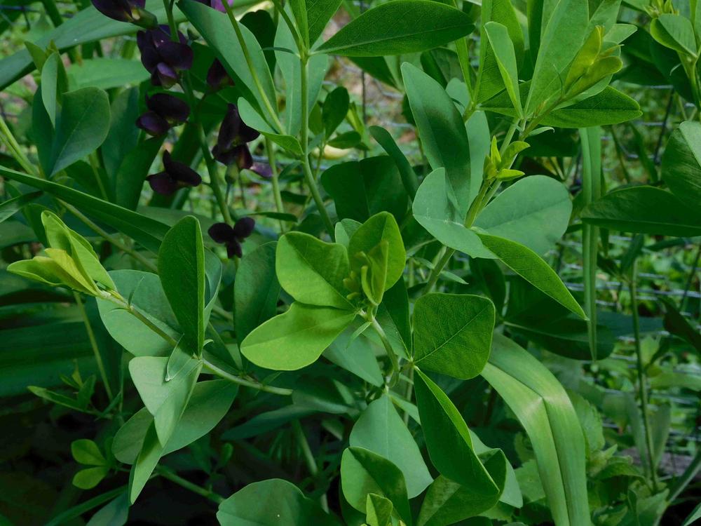 Photo of the leaves of Wild Indigo (Baptisia 'Grape Taffy') posted by