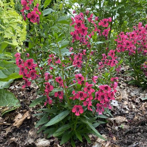Summer Snapdragon (Angelonia angustifolia Archangel™ Cherry Red
