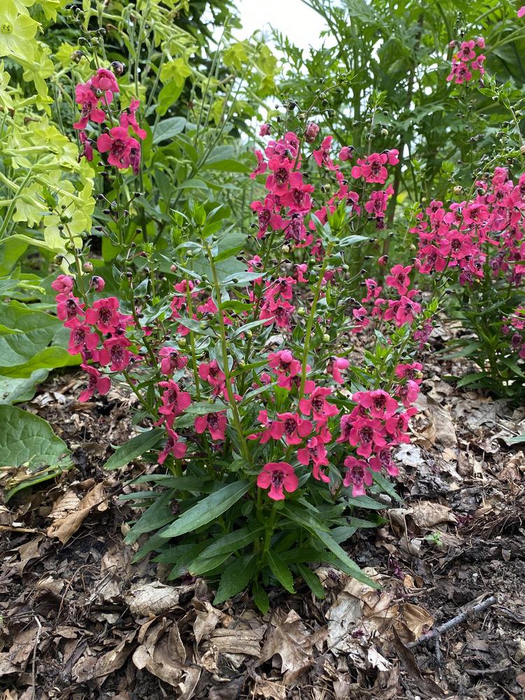 Summer Snapdragon (Angelonia angustifolia Archangel™ Cherry Red