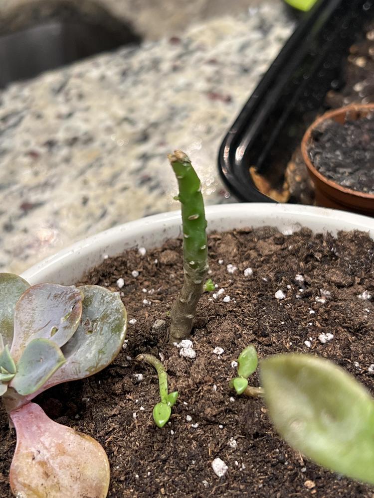 How to revive a succulent that lost all of its leaves in the Ask a