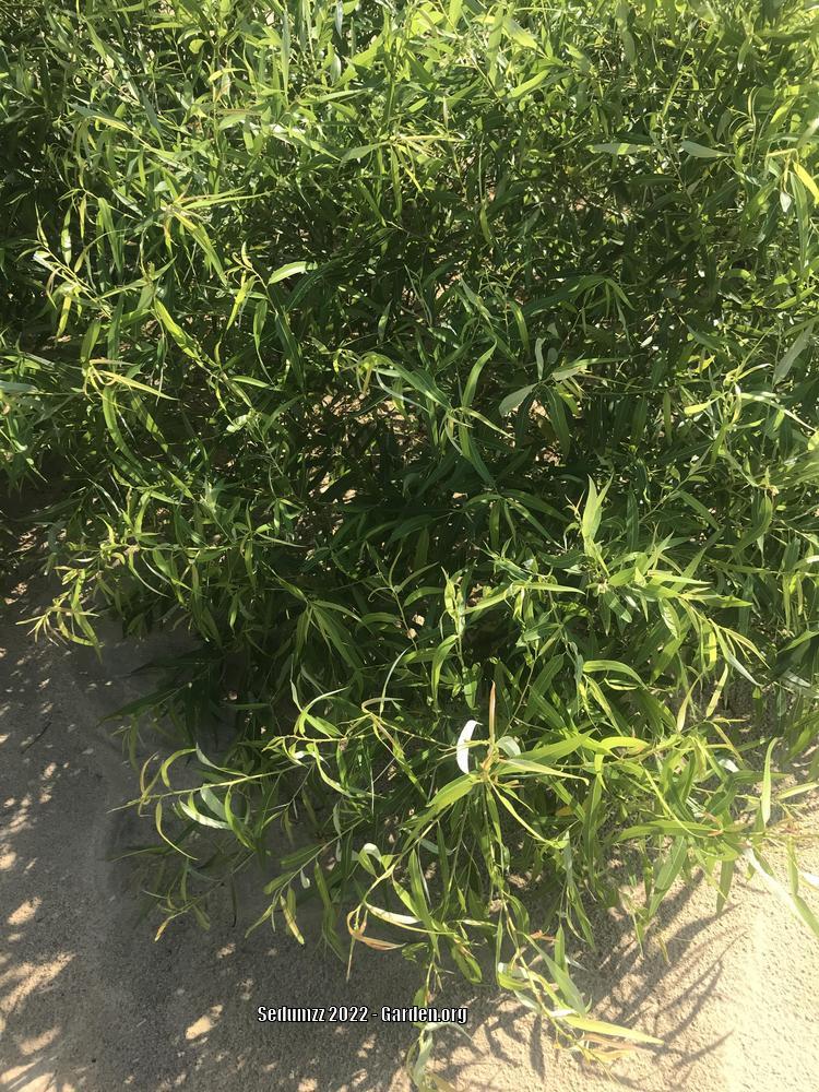Photo of the entire plant of Diamond Willow (Salix eriocephala) posted