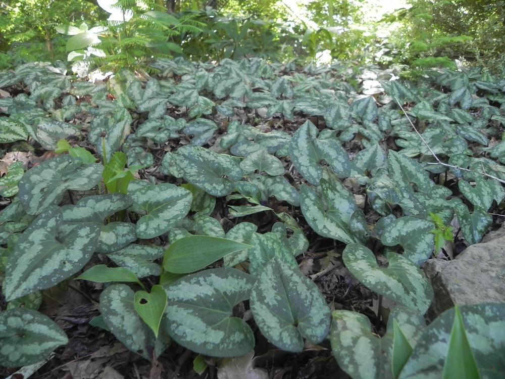 Chinese Wild Ginger (Asarum splendens) in the Wild Gingers Database