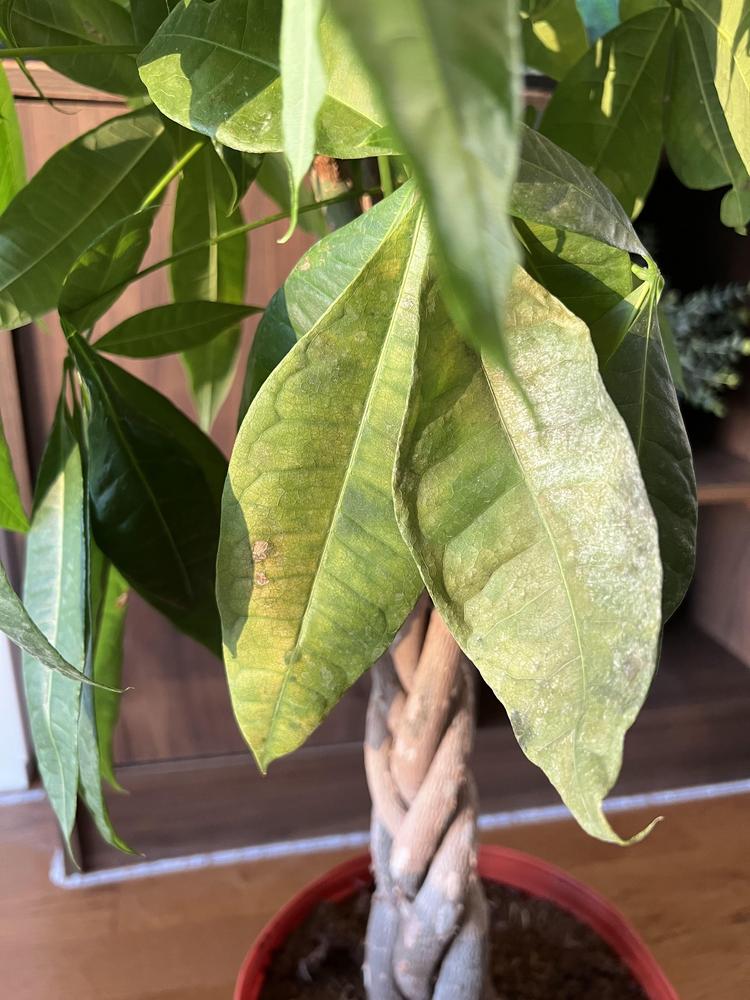 Why Is My Money Tree Leaves Turning Yellow and Crispy? in the Ask a