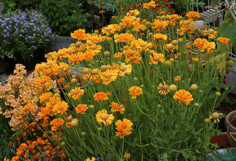 Photo of the entire plant of Blanket Flower (Gaillardia 'Oranges