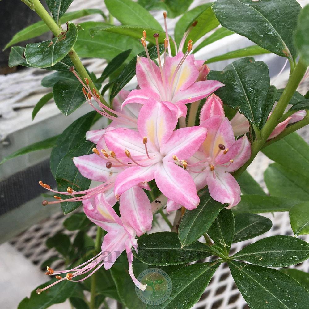 Photo of the bloom of Azalea (Rhododendron 'Ribbon Candy') posted by