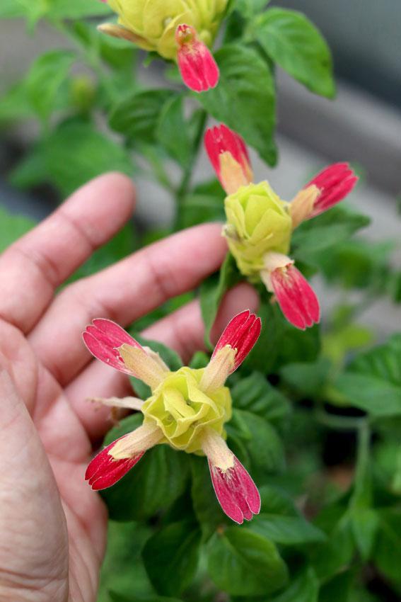 Photo of the bloom of Shrimp Plant (Justicia brandegeeana 'Fruit
