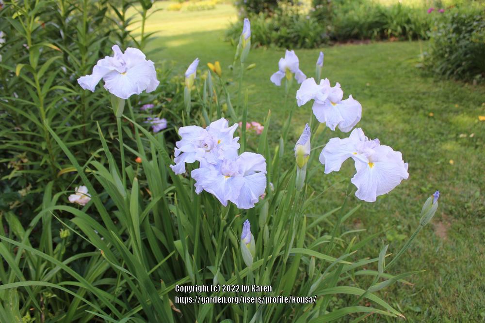 Photo of the entire plant of Japanese Iris (Iris ensata Dinner Plate