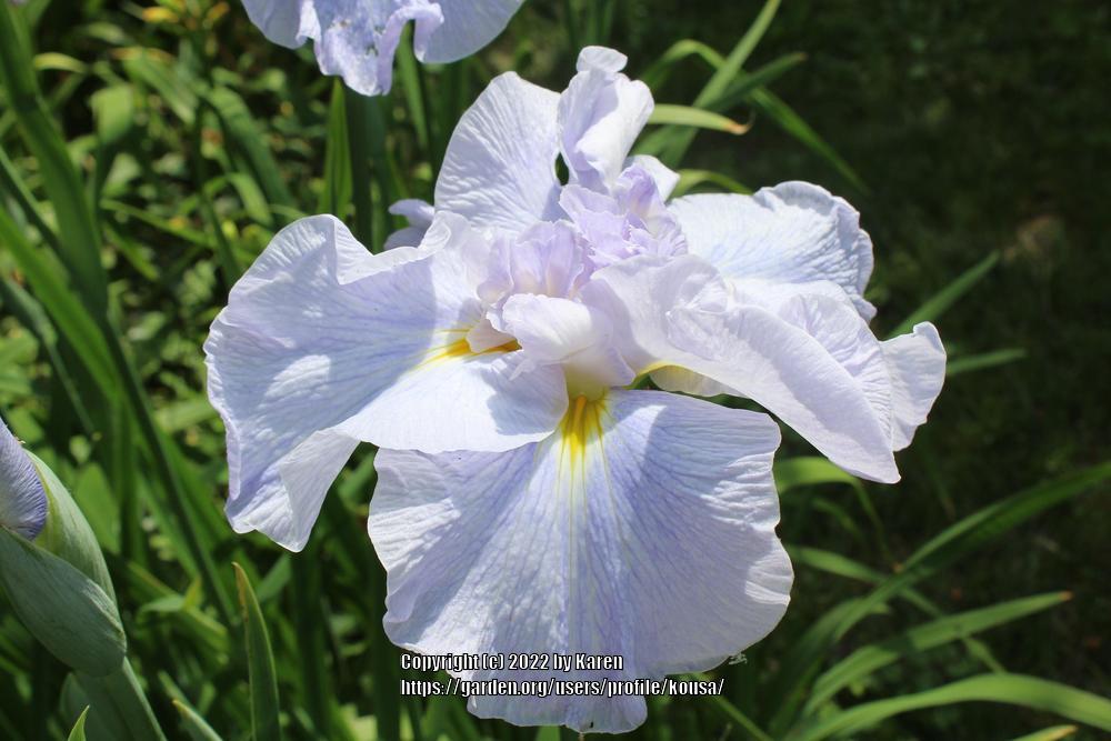 Photo of the bloom of Japanese Iris (Iris ensata Dinner Plate™ Ice