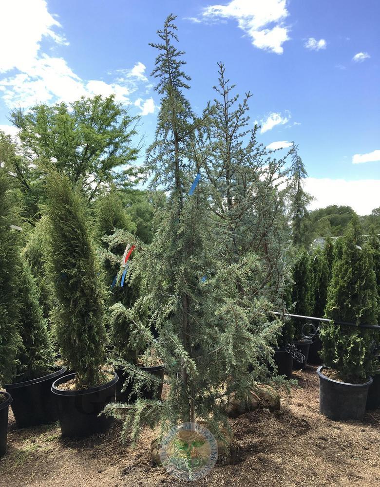 Deodar Cedar (Cedrus deodara 'Sanders Blue')