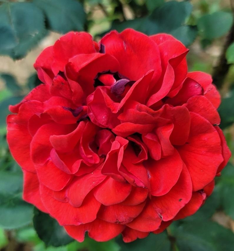 Photo of the bloom of Rose (Rosa 'Uncle Joe') posted by ...