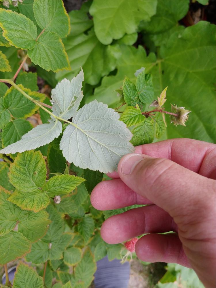 Id Raspberry Plant Raspberry plant ID in the Plant ID forum - Garden.org