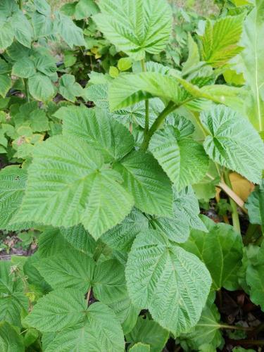 Id Raspberry Plant Raspberry plant ID in the Plant ID forum - Garden.org